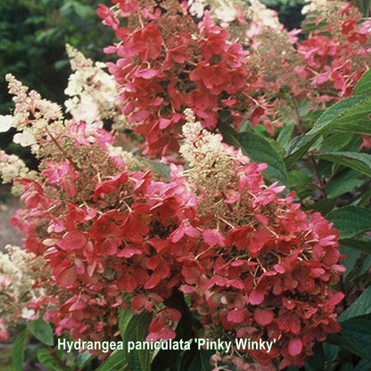 Hydrangea paniculata Pinky Winky