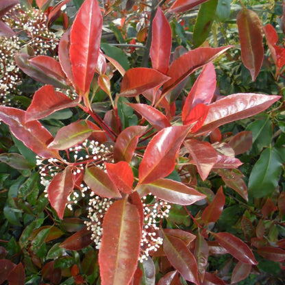 Photinia Red Robin-frunze decorative tot anul