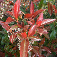 Încarcă imaginea în vizualizatorul Galerie, Photinia Red Robin-frunze decorative tot anul
