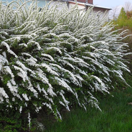 Spiraea ‘Grefsheim’, arbust ornamental cu flori albe abundente, oferă un spectacol elegant în grădină primăvara devreme.
