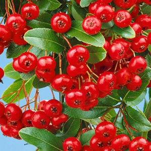 Pyracantha-fructe roșii