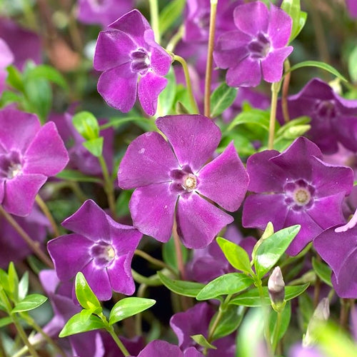 Vinca atropurpurea- Contrastul dintre florile purpurii și frunzișul verde-lucios, creează un efect decorativ spectaculos.