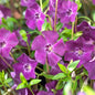 Vinca atropurpurea- Contrastul dintre florile purpurii și frunzișul verde-lucios, creează un efect decorativ spectaculos.
